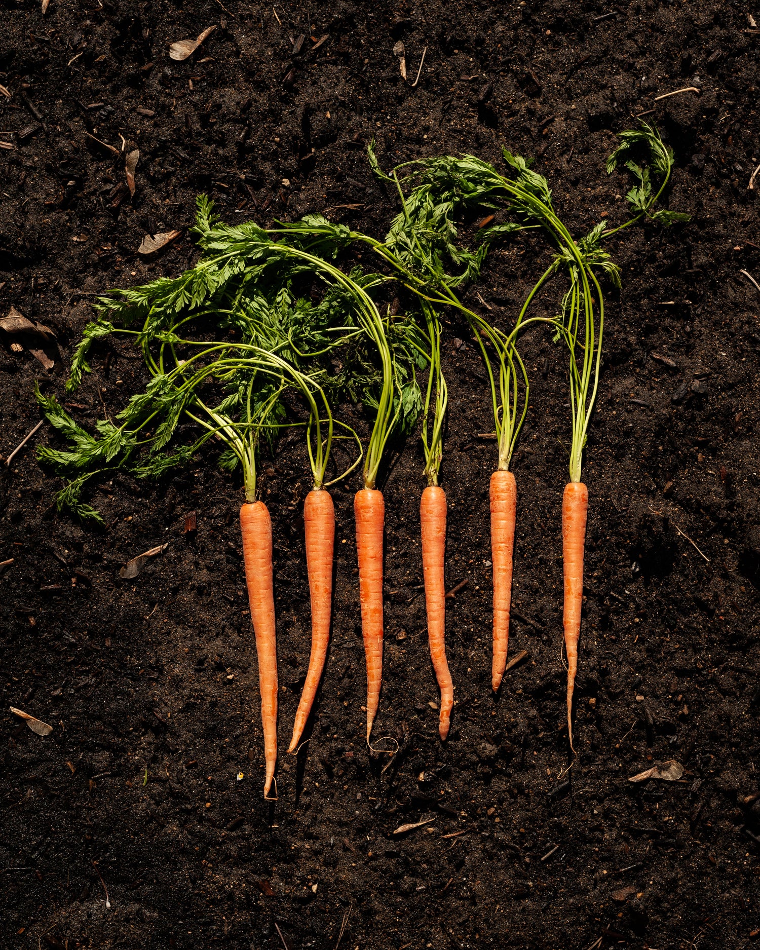 carrots-on-earth-bone-broth-company